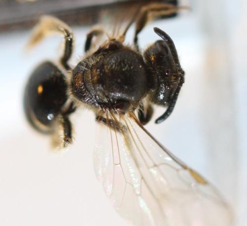 Lasioglossum sp.